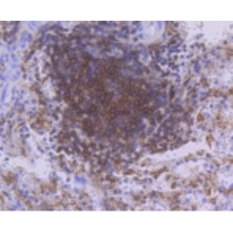 Anti-PKC β Antibody from Bioworld Technology (BS9941M) - Antibodies.com