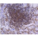 Anti-PKC β Antibody from Bioworld Technology (BS9941M) - Antibodies.com