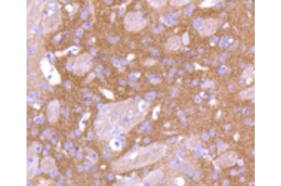 Anti-PKC β Antibody from Bioworld Technology (BS9941M) - Antibodies.com