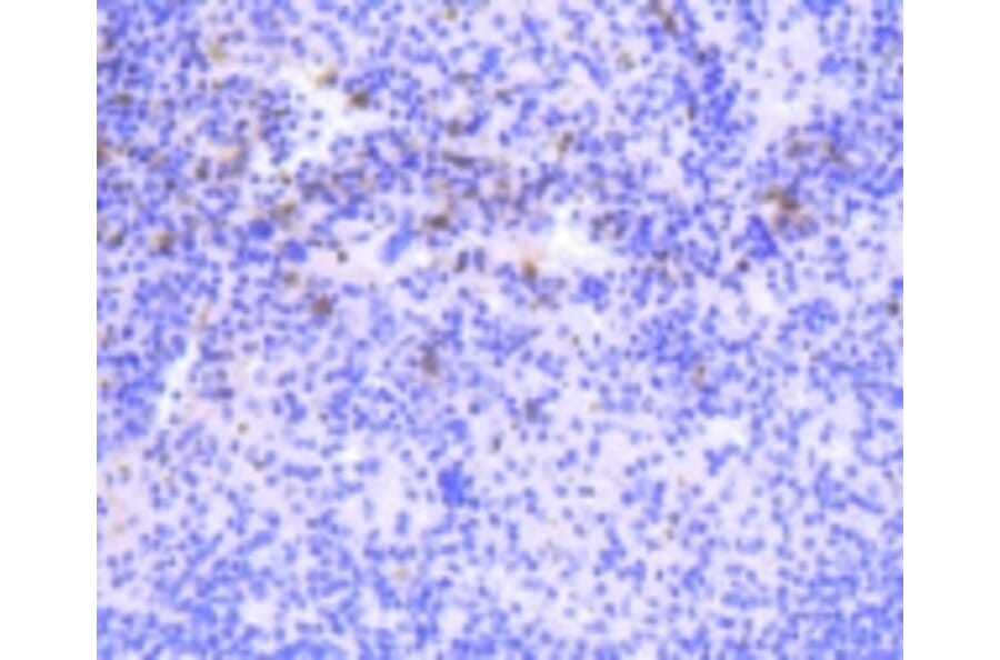 Anti-PKC β Antibody from Bioworld Technology (BS9941M) - Antibodies.com
