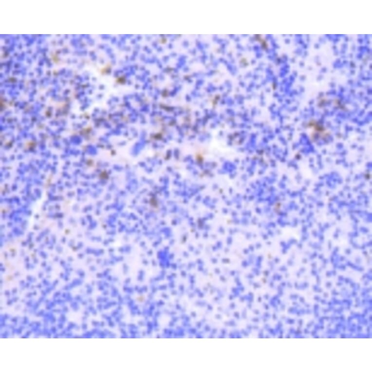 Anti-PKC β Antibody from Bioworld Technology (BS9941M) - Antibodies.com
