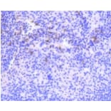 Anti-PKC β Antibody from Bioworld Technology (BS9941M) - Antibodies.com