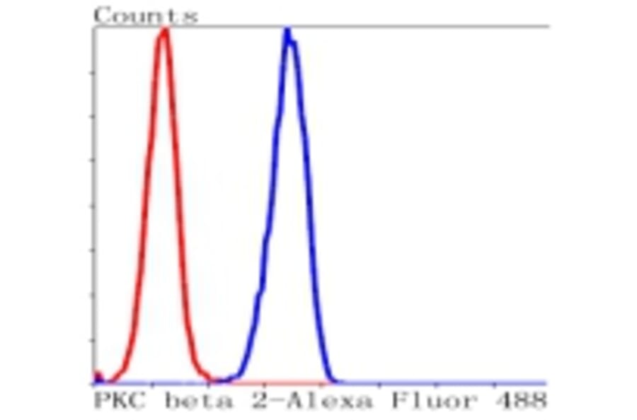 Anti-PKC β Antibody from Bioworld Technology (BS9941M) - Antibodies.com