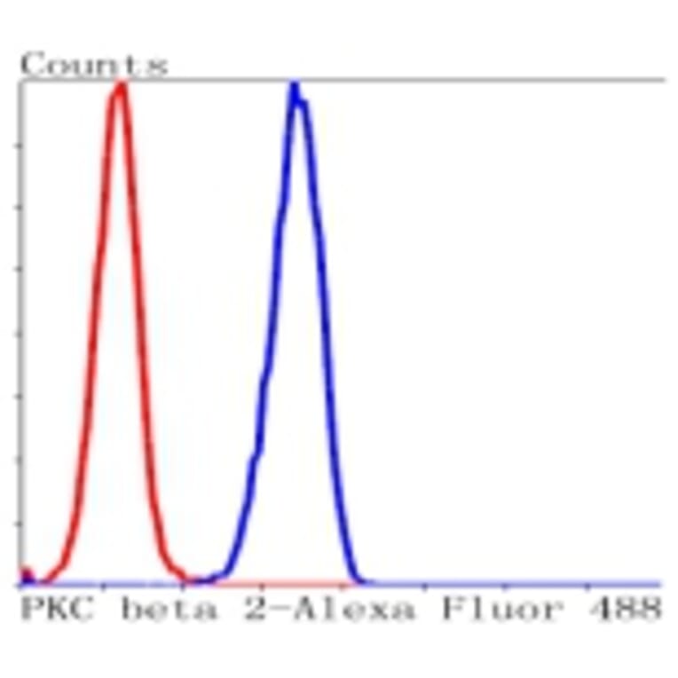 Anti-PKC β Antibody from Bioworld Technology (BS9941M) - Antibodies.com