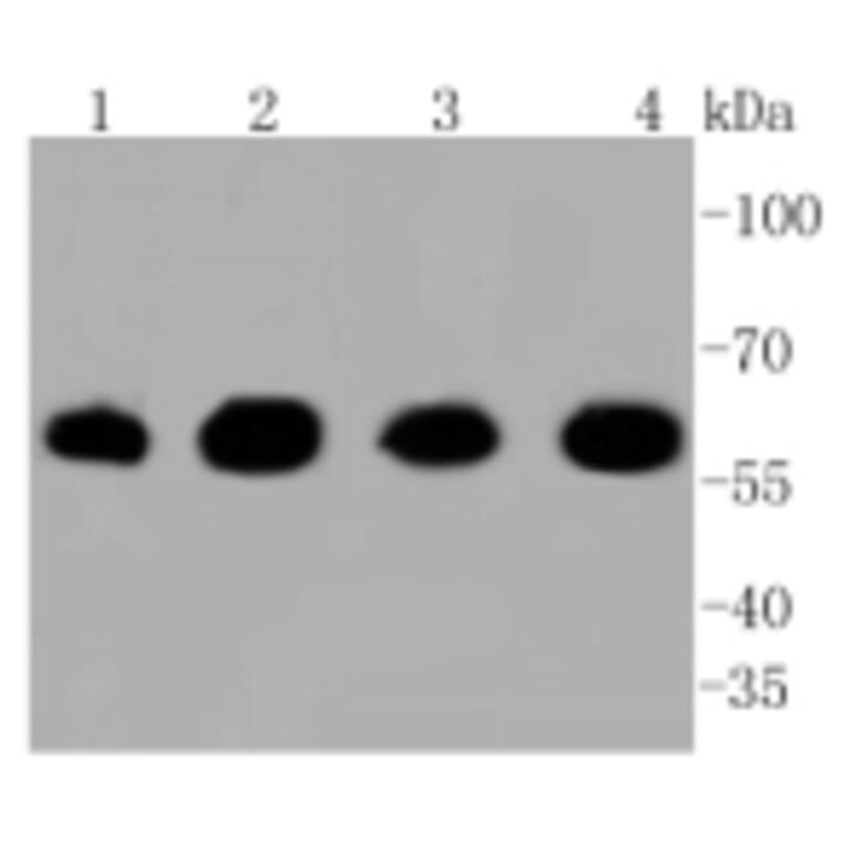 Anti-HSP60 Antibody from Bioworld Technology (BS9942M) - Antibodies.com