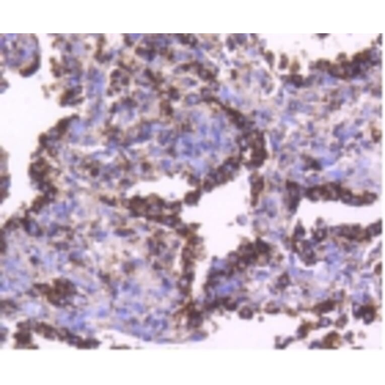 Anti-HSP60 Antibody from Bioworld Technology (BS9942M) - Antibodies.com