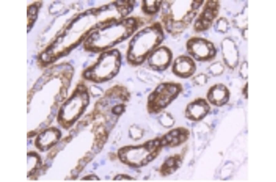 Anti-HSP60 Antibody from Bioworld Technology (BS9942M) - Antibodies.com