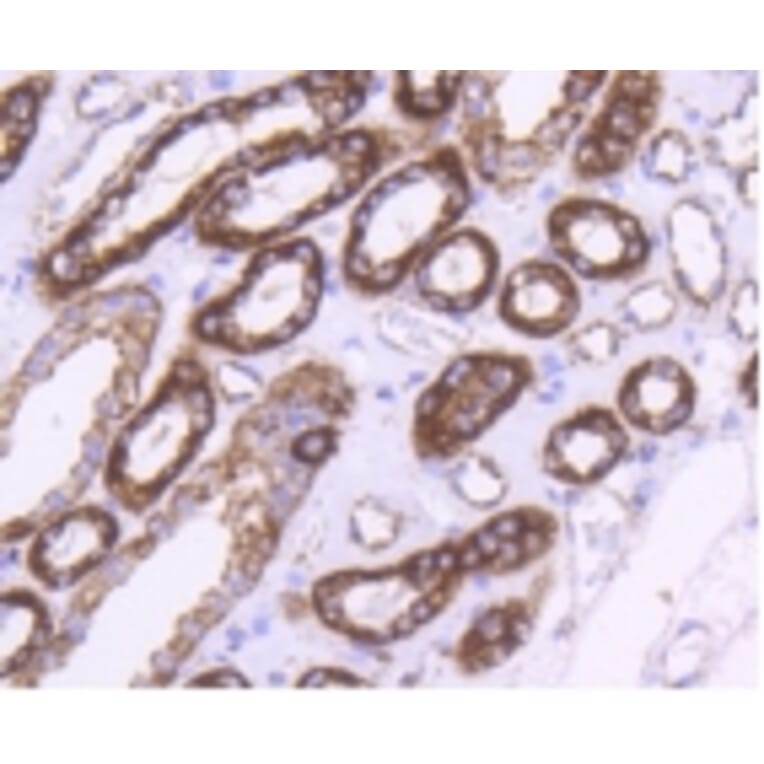 Anti-HSP60 Antibody from Bioworld Technology (BS9942M) - Antibodies.com
