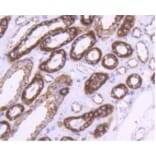 Anti-HSP60 Antibody from Bioworld Technology (BS9942M) - Antibodies.com