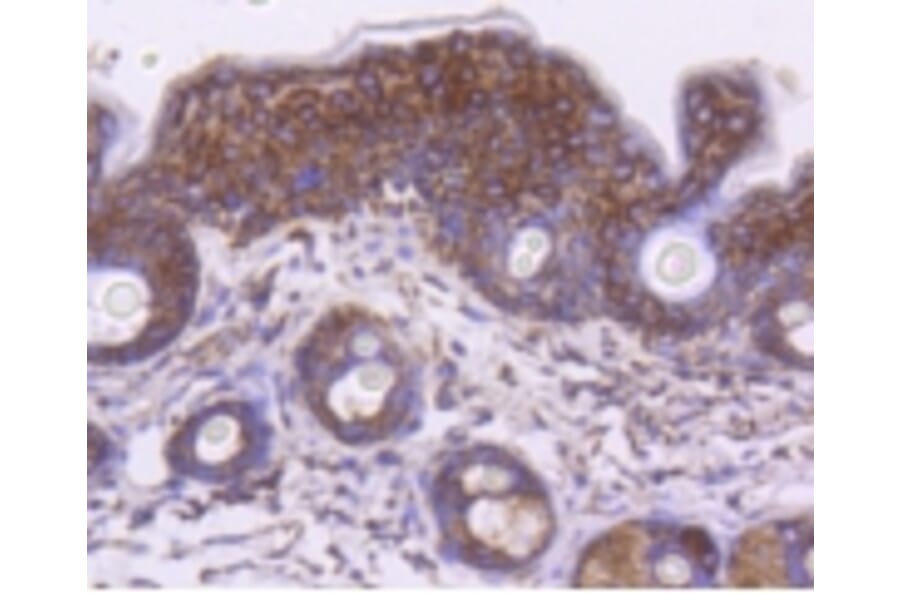 Anti-HSP60 Antibody from Bioworld Technology (BS9942M) - Antibodies.com