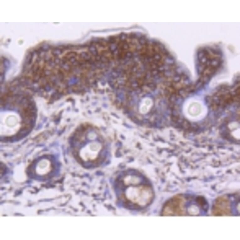 Anti-HSP60 Antibody from Bioworld Technology (BS9942M) - Antibodies.com