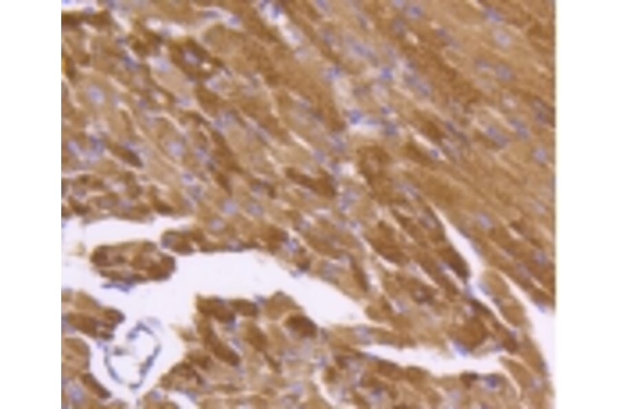 Anti-HSP60 Antibody from Bioworld Technology (BS9942M) - Antibodies.com