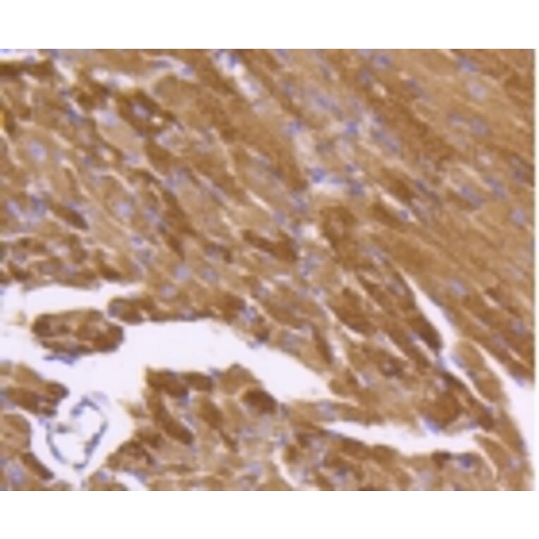 Anti-HSP60 Antibody from Bioworld Technology (BS9942M) - Antibodies.com