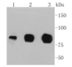 Anti-ICAM-1 Antibody from Bioworld Technology (BS9943M) - Antibodies.com