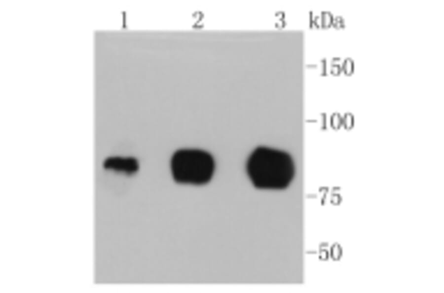 Anti-ICAM-1 Antibody from Bioworld Technology (BS9943M) - Antibodies.com