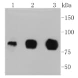 Anti-ICAM-1 Antibody from Bioworld Technology (BS9943M) - Antibodies.com