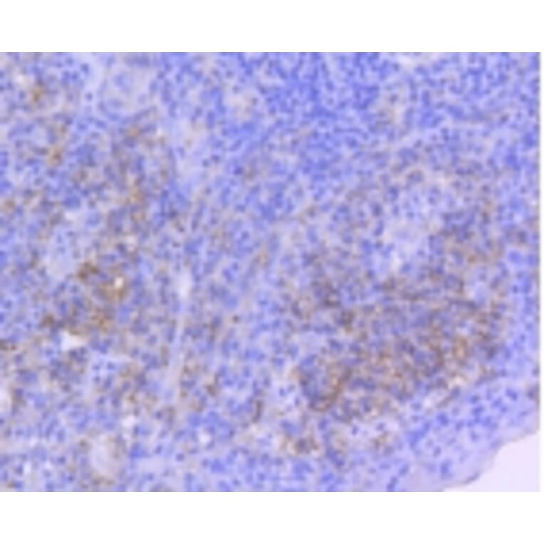 Anti-ICAM-1 Antibody from Bioworld Technology (BS9943M) - Antibodies.com