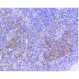 Anti-ICAM-1 Antibody from Bioworld Technology (BS9943M) - Antibodies.com