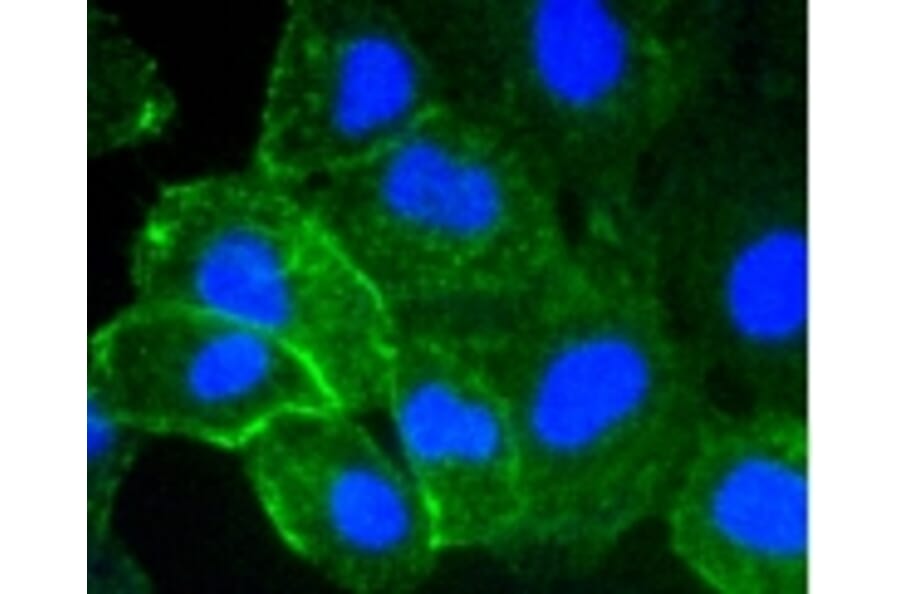 Anti-ICAM-1 Antibody from Bioworld Technology (BS9943M) - Antibodies.com
