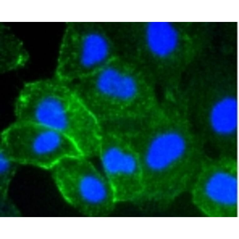 Anti-ICAM-1 Antibody from Bioworld Technology (BS9943M) - Antibodies.com