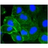 Anti-ICAM-1 Antibody from Bioworld Technology (BS9943M) - Antibodies.com
