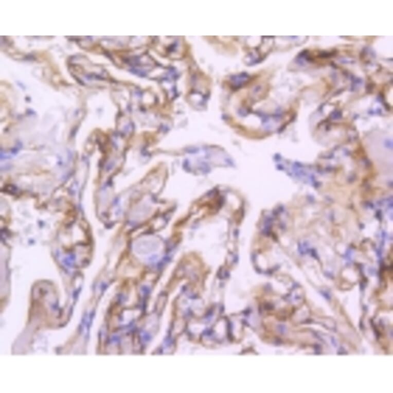 Anti-ICAM-1 Antibody from Bioworld Technology (BS9943M) - Antibodies.com