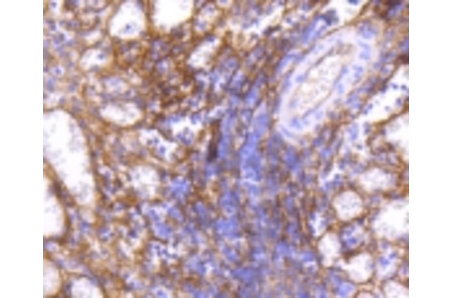 Anti-ICAM-1 Antibody from Bioworld Technology (BS9943M) - Antibodies.com