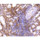 Anti-ICAM-1 Antibody from Bioworld Technology (BS9943M) - Antibodies.com