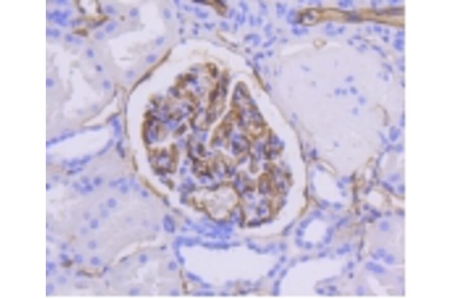 Anti-ICAM-1 Antibody from Bioworld Technology (BS9943M) - Antibodies.com