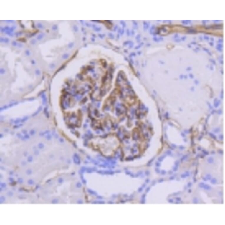 Anti-ICAM-1 Antibody from Bioworld Technology (BS9943M) - Antibodies.com