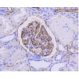 Anti-ICAM-1 Antibody from Bioworld Technology (BS9943M) - Antibodies.com