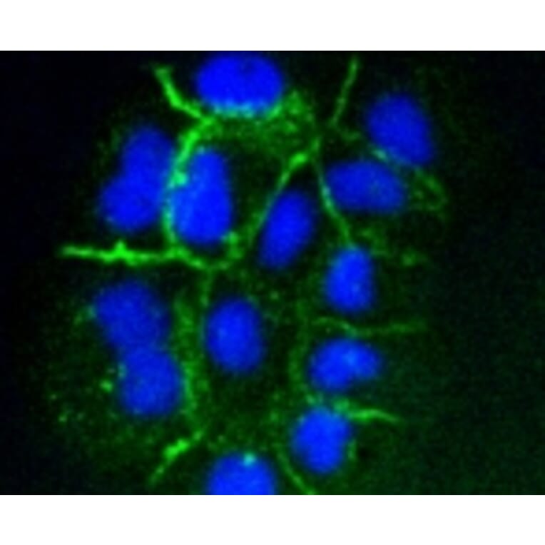 Anti-ICAM-1 Antibody from Bioworld Technology (BS9943M) - Antibodies.com