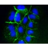Anti-ICAM-1 Antibody from Bioworld Technology (BS9943M) - Antibodies.com