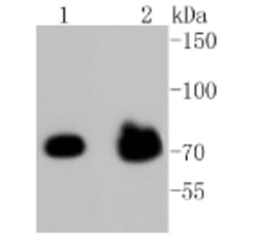 Anti-FOXO3A (phospho-S253) Antibody from Bioworld Technology (BS9944M) - Antibodies.com