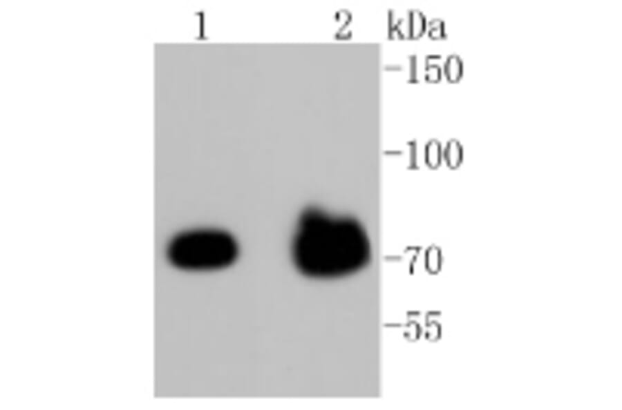 Anti-FOXO3A (phospho-S253) Antibody from Bioworld Technology (BS9944M) - Antibodies.com