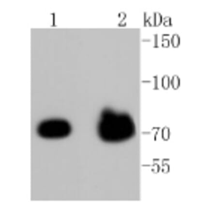 Anti-FOXO3A (phospho-S253) Antibody from Bioworld Technology (BS9944M) - Antibodies.com