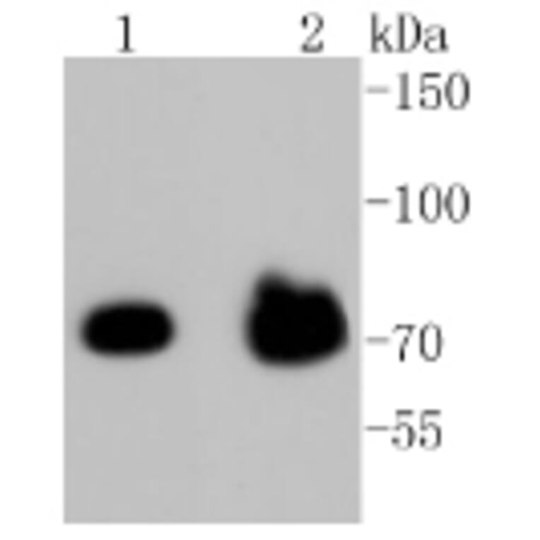 Anti-FOXO3A (phospho-S253) Antibody from Bioworld Technology (BS9944M) - Antibodies.com