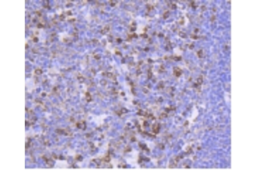 Anti-FOXO3A (phospho-S253) Antibody from Bioworld Technology (BS9944M) - Antibodies.com