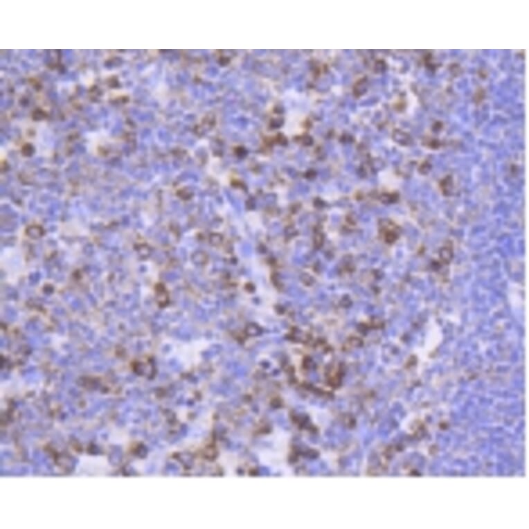 Anti-FOXO3A (phospho-S253) Antibody from Bioworld Technology (BS9944M) - Antibodies.com