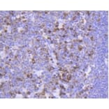 Anti-FOXO3A (phospho-S253) Antibody from Bioworld Technology (BS9944M) - Antibodies.com