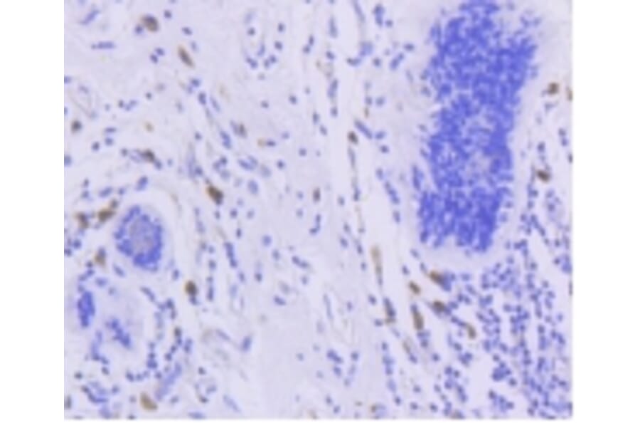 Anti-FOXO3A (phospho-S253) Antibody from Bioworld Technology (BS9944M) - Antibodies.com