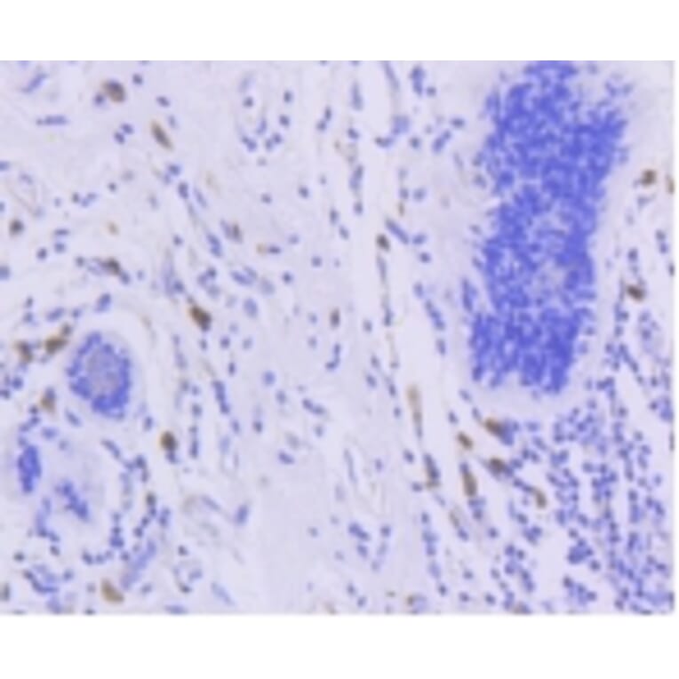 Anti-FOXO3A (phospho-S253) Antibody from Bioworld Technology (BS9944M) - Antibodies.com