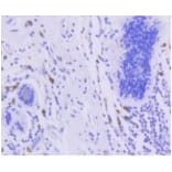 Anti-FOXO3A (phospho-S253) Antibody from Bioworld Technology (BS9944M) - Antibodies.com