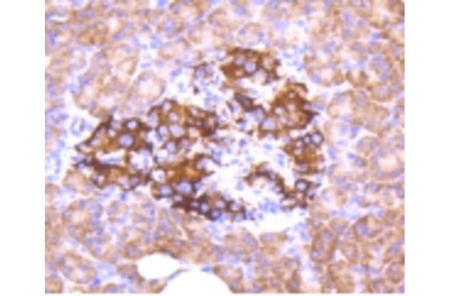 Anti-FOXO3A (phospho-S253) Antibody from Bioworld Technology (BS9944M) - Antibodies.com