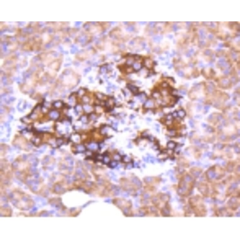 Anti-FOXO3A (phospho-S253) Antibody from Bioworld Technology (BS9944M) - Antibodies.com