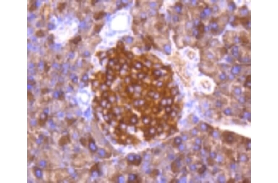 Anti-FOXO3A (phospho-S253) Antibody from Bioworld Technology (BS9944M) - Antibodies.com