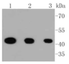 Anti-MEK1 (phospho-S218/S222) Antibody from Bioworld Technology (BS9945M) - Antibodies.com
