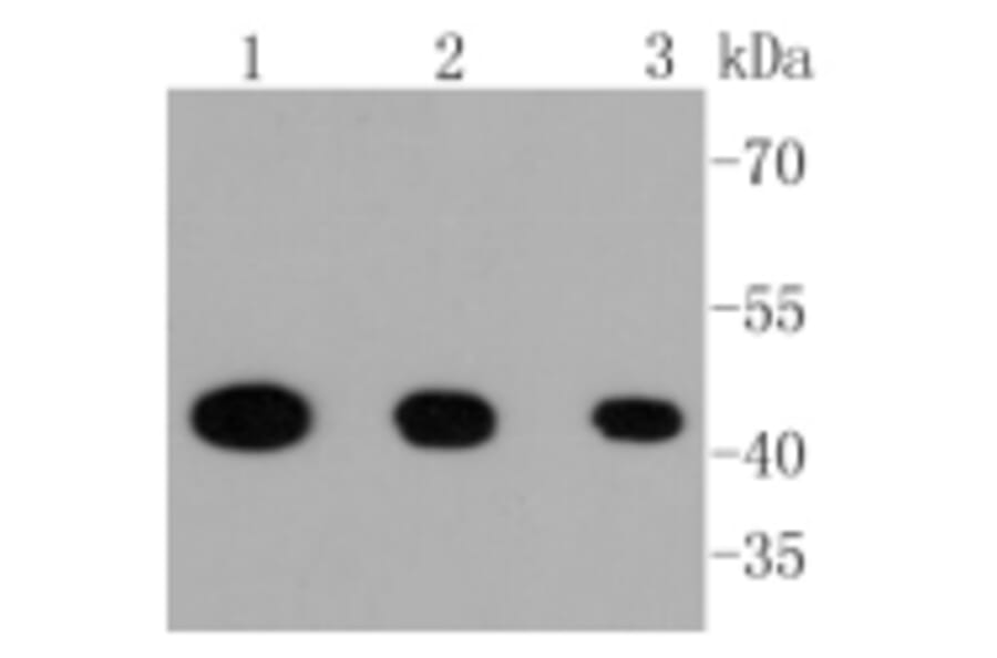 Anti-MEK1 (phospho-S218/S222) Antibody from Bioworld Technology (BS9945M) - Antibodies.com