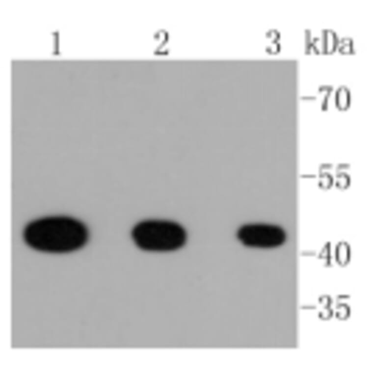 Anti-MEK1 (phospho-S218/S222) Antibody from Bioworld Technology (BS9945M) - Antibodies.com