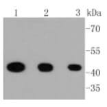 Anti-MEK1 (phospho-S218/S222) Antibody from Bioworld Technology (BS9945M) - Antibodies.com